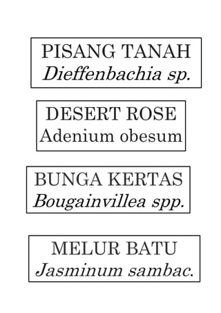 PISANG TANAH
Dieffenbachia sp.
BUNGA KERTAS
Bougainvillea spp.
DESERT ROSE
Adenium obesum
MELUR BATU
Jasminum sambac.
 
