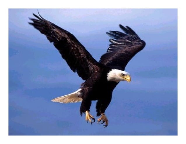 Burung helang lengkap PPT Burung helang lengkap PPT