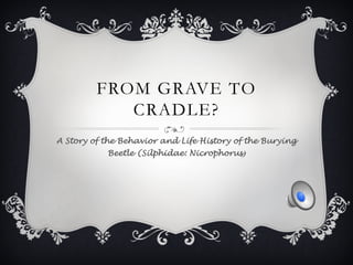 FROM GRAVE TO
CRADLE?
A Story of the Behavior and Life History of the Burying
Beetle (Silphidae: Nicrophorus)
 