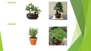  Bonsai
 Herbal
 