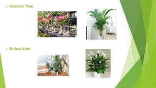  Avenue Tree
 Indoor tree
 