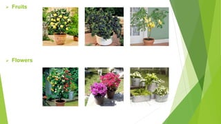  Fruits
 Flowers
 