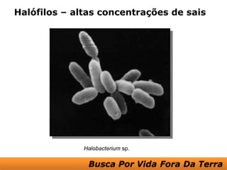 Halófilos – altas concentrações de sais




              Halobacterium sp.
 