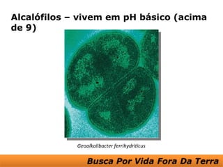 Alcalófilos – vivem em pH básico (acima
de 9)




             Geoalkalibacter ferrihydriticus
 