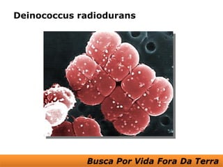 Deinococcus radiodurans
 