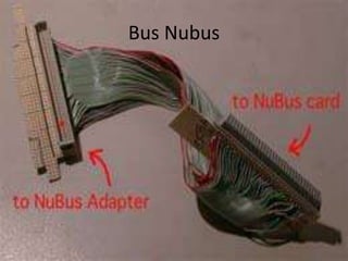 Bus Nubus