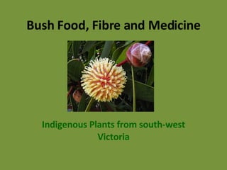 Bush Food, Fibre and Medicine Indigenous Plants from south-west Victoria 