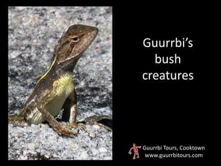 Guurrbi’s
  bush
creatures




Guurrbi Tours, Cooktown
 www.guurrbitours.com
 