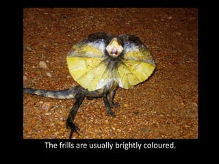 The frills are usually brightly coloured.
 