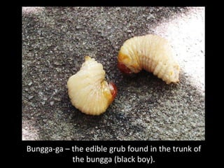 Bungga-ga – the edible grub found in the trunk of
            the bungga (black boy).
 