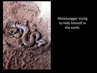 Walananggar trying
 to hide himself in
     the earth.
 