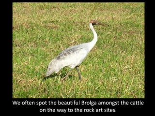 We often spot the beautiful Brolga amongst the cattle
          on the way to the rock art sites.
 