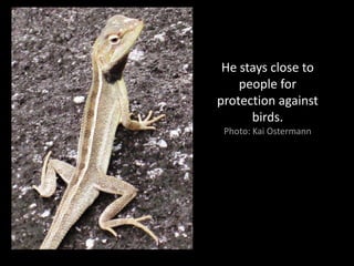 He stays close to
    people for
protection against
      birds.
 Photo: Kai Ostermann
 