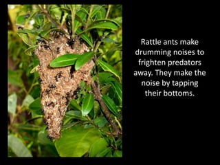 Rattle ants make
drumming noises to
 frighten predators
away. They make the
  noise by tapping
    their bottoms.
 