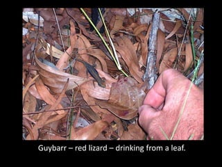 Guybarr – red lizard – drinking from a leaf.
 