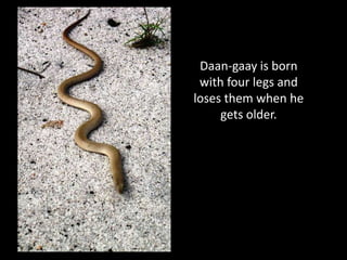 Daan-gaay is born
 with four legs and
loses them when he
     gets older.
 