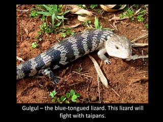 Gulgul – the blue-tongued lizard. This lizard will
               fight with taipans.
 