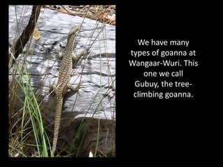We have many
types of goanna at
Wangaar-Wuri. This
    one we call
 Gubuy, the tree-
 climbing goanna.
 