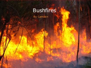 Bushfires
By Camden
 