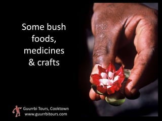 Some bush
  foods,
medicines
 & crafts



Guurrbi Tours, Cooktown
 www.guurrbitours.com
 