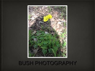 BUSH PHOTOGRAPHY
 