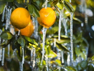 citrus fruits
 