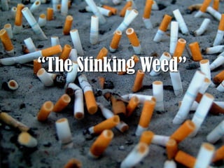 “The Stinking Weed”
 