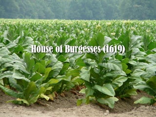 House of Burgesses (1619)
 