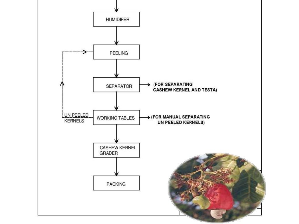 sample business plan for cashew production