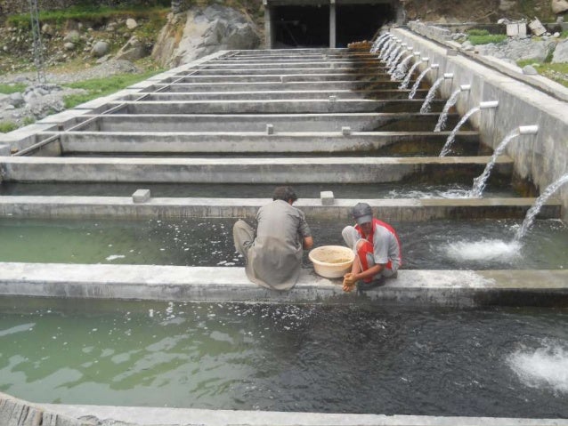 Fish farming business plan in pakistan image