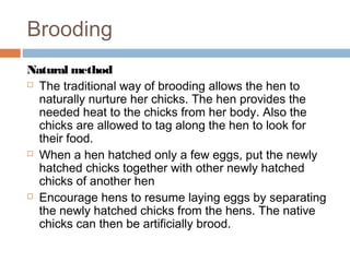 Brooding
Natural method
 The traditional way of brooding allows the hen to
naturally nurture her chicks. The hen provides the
needed heat to the chicks from her body. Also the
chicks are allowed to tag along the hen to look for
their food.
 When a hen hatched only a few eggs, put the newly
hatched chicks together with other newly hatched
chicks of another hen
 Encourage hens to resume laying eggs by separating
the newly hatched chicks from the hens. The native
chicks can then be artificially brood.
 