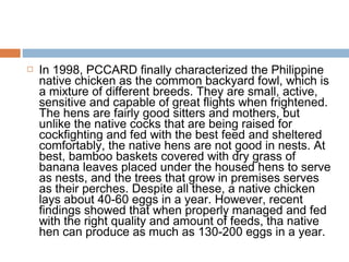  In 1998, PCCARD finally characterized the Philippine
native chicken as the common backyard fowl, which is
a mixture of different breeds. They are small, active,
sensitive and capable of great flights when frightened.
The hens are fairly good sitters and mothers, but
unlike the native cocks that are being raised for
cockfighting and fed with the best feed and sheltered
comfortably, the native hens are not good in nests. At
best, bamboo baskets covered with dry grass of
banana leaves placed under the housed hens to serve
as nests, and the trees that grow in premises serves
as their perches. Despite all these, a native chicken
lays about 40-60 eggs in a year. However, recent
findings showed that when properly managed and fed
with the right quality and amount of feeds, tha native
hen can produce as much as 130-200 eggs in a year.
 