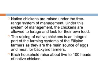  Native chickens are raised under the free-
range system of management. Under this
system of management, the chickens are
allowed to forage and look for their own food.
 The raising of native chickens is an integral
part of the farming systems of the Filipino
farmers as they are the main source of eggs
and meat for backyard farmers.
 Each household raise about five to 100 heads
of native chicken.
 