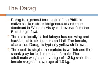The Darag
 Darag is a general term used of the Philippine
native chicken strain indigenous to and most
dominant in Western Visayas. It evolve from the
Red Jungle fowl.
 The male locally called labuyo has red wing and
hackle and black feathers and tail. The female,
also called Darag, is typically yellowish-brown.
 The comb is single, the earlobe is whitish and the
shank gray for both male and female. The
adult male weighs an average of 1.3 kg while the
female weighs an average of 1.0 kg.
 