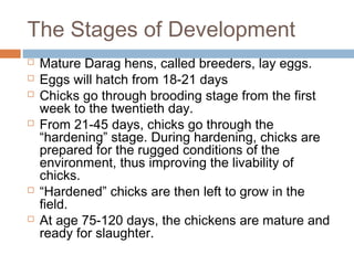 The Stages of Development
 Mature Darag hens, called breeders, lay eggs.
 Eggs will hatch from 18-21 days
 Chicks go through brooding stage from the first
week to the twentieth day.
 From 21-45 days, chicks go through the
“hardening” stage. During hardening, chicks are
prepared for the rugged conditions of the
environment, thus improving the livability of
chicks.
 “Hardened” chicks are then left to grow in the
field.
 At age 75-120 days, the chickens are mature and
ready for slaughter.
 