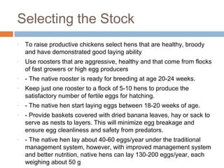 Selecting the Stock
- To raise productive chickens select hens that are healthy, broody
and have demonstrated good laying ability
- Use roosters that are aggressive, healthy and that come from flocks
of fast growers or high egg producers
- - The native rooster is ready for breeding at age 20-24 weeks.
- Keep just one rooster to a flock of 5-10 hens to produce the
satisfactory number of fertile eggs for hatching.
- - The native hen start laying eggs between 18-20 weeks of age.
- - Provide baskets covered with dried banana leaves, hay or sack to
serve as nests to layers. This will minimize egg breakage and
ensure egg cleanliness and safety from predators.
- - The native hen lay about 40-60 eggs/year under the traditional
management system, however, with improved management system
and better nutrition, native hens can lay 130-200 eggs/year, each
weighing about 50 g
 