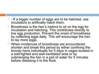  - If a bigger number of eggs are to be hatched, use
incubators to artificially hatch them.
 Broodiness is the hen’s instinct to sit on the egg for
incubation and hatching. This contributes directly to
low egg production. Prevent the onset of broodiness
by collecting eggs daily. This will encourage the hen
to lay more eggs.
 When incidences of broodiness are encountered,
shorten and break this period by either confining the
broody hens individually for 5 days in cages located in
a well-lighted and well-ventilated area or by
submerging the hen in a pail of water for 5 minutes
before releasing it to the flock
 