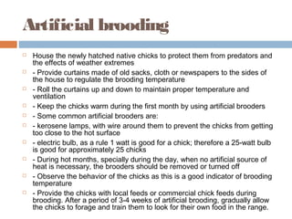 Artificial brooding
 House the newly hatched native chicks to protect them from predators and
the effects of weather extremes
 - Provide curtains made of old sacks, cloth or newspapers to the sides of
the house to regulate the brooding temperature
 - Roll the curtains up and down to maintain proper temperature and
ventilation
 - Keep the chicks warm during the first month by using artificial brooders
 - Some common artificial brooders are:
 - kerosene lamps, with wire around them to prevent the chicks from getting
too close to the hot surface
 - electric bulb, as a rule 1 watt is good for a chick; therefore a 25-watt bulb
is good for approximately 25 chicks
 - During hot months, specially during the day, when no artificial source of
heat is necessary, the brooders should be removed or turned off
 - Observe the behavior of the chicks as this is a good indicator of brooding
temperature
 - Provide the chicks with local feeds or commercial chick feeds during
brooding. After a period of 3-4 weeks of artificial brooding, gradually allow
the chicks to forage and train them to look for their own food in the range.
 