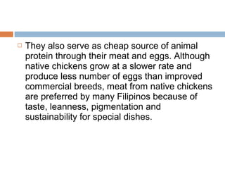  They also serve as cheap source of animal
protein through their meat and eggs. Although
native chickens grow at a slower rate and
produce less number of eggs than improved
commercial breeds, meat from native chickens
are preferred by many Filipinos because of
taste, leanness, pigmentation and
sustainability for special dishes.
 