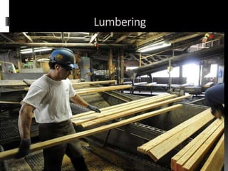 Lumbering
 