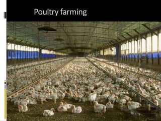 Poultry farming
 