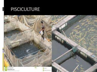 PISCICULTURE
 