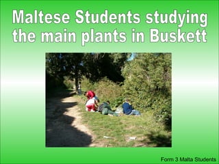 Maltese Students studying the main plants in Buskett 
