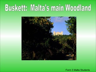 Buskett:  Malta's main Woodland 