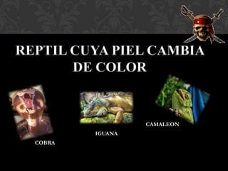 CAMALEON
        IGUANA
COBRA
 