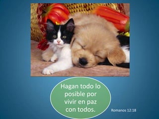 Hagan todo lo
 posible por
 vivir en paz
 con todos.     Romanos 12:18
 