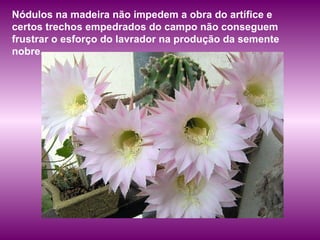 Nódulos na madeira não impedem a obra do artífice e certos trechos empedrados do campo não conseguem frustrar o esforço do lavrador na produção da semente nobre.  