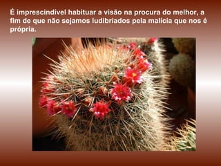 É imprescindível habituar a visão na procura do melhor, a fim de que não sejamos ludibriados pela malícia que nos é própria.  