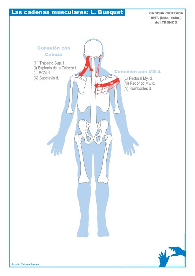 las cadenas musculares de busquet busquet cadenas musculares laminas las cadenas musculares de busquet busquet cadenas musculares laminas