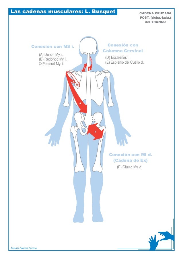 las cadenas musculares de busquet busquet cadenas musculares laminas las cadenas musculares de busquet busquet cadenas musculares laminas